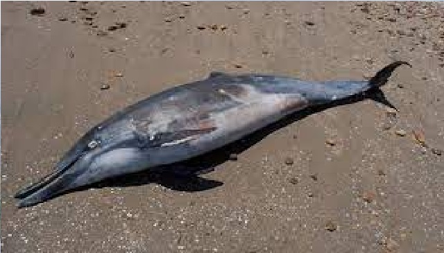 amazon-dolphin-fish